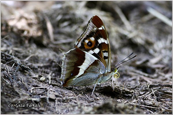 321_purple_emperor .jpg - Purple Emperor, Apatura iris, Modri prelivalac, Location: Maglic mountain, Bosnia and Herzegovina